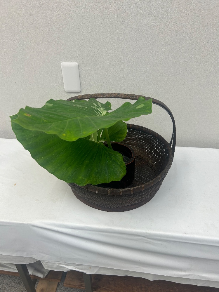 レビュー画像1
