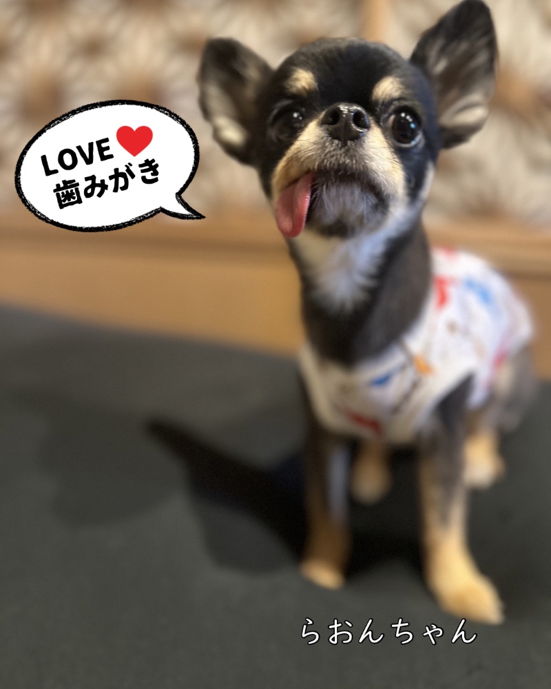 レビュー画像1
