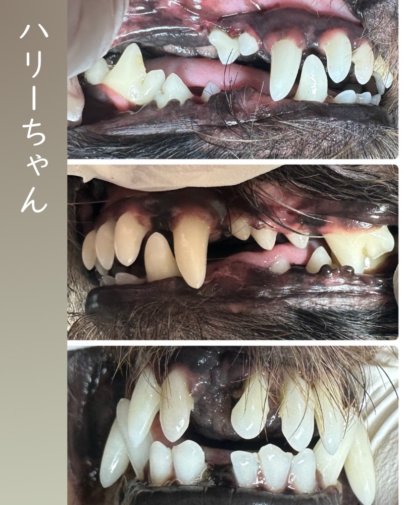 レビュー画像1