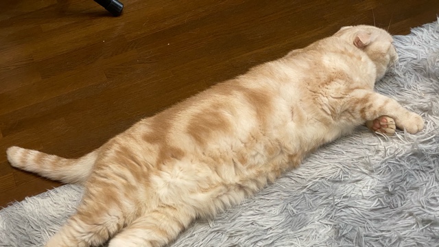 ぺろんちょのサロン