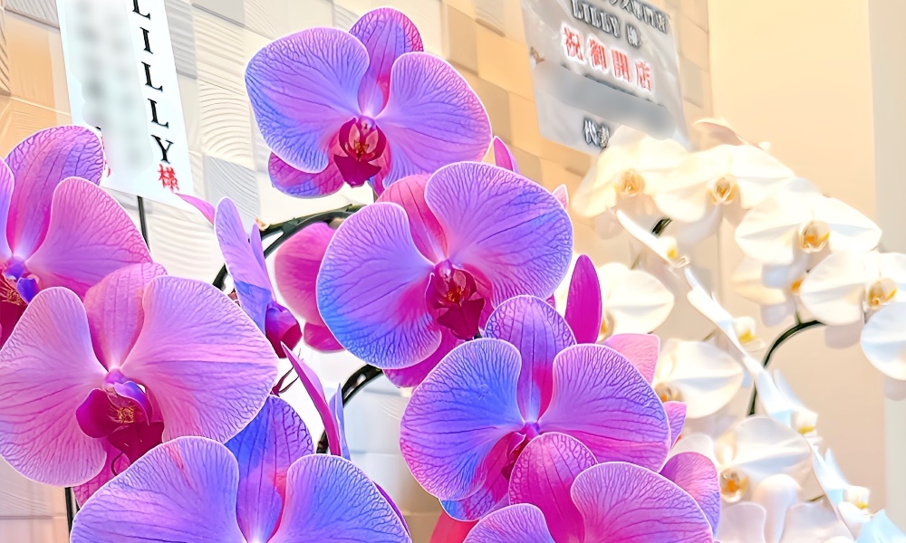 鬼池　美奈穂のサロン