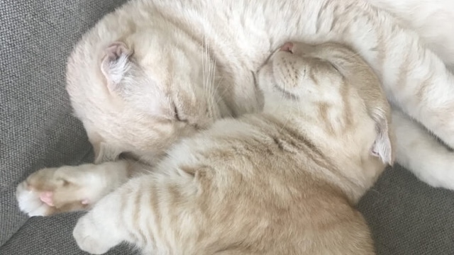 サロンテストのサロン