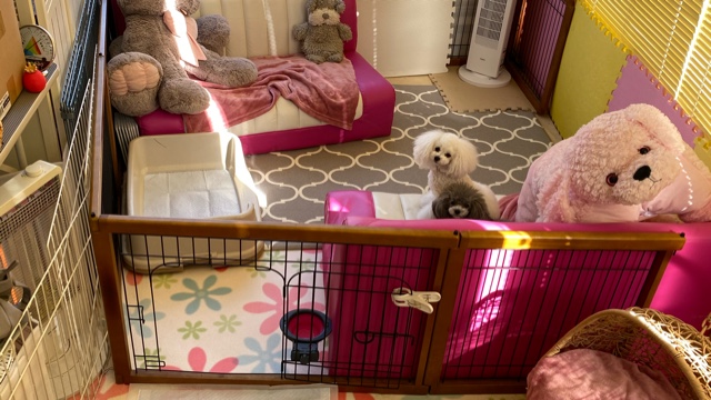 ドッグビューティーC'occolo(こっころ)のサロン