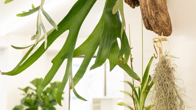 HIDEKAZU SHINOのサロン