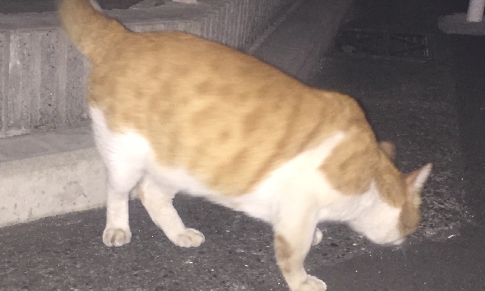 てすとのサロン